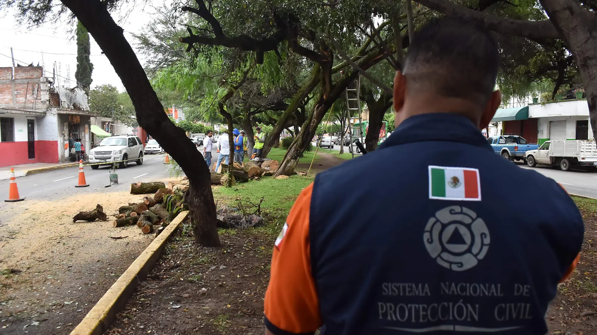 Árboles dañados por rayos podrían ser riesgosos, te decimos cómo reportarlos (1)